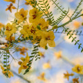 Palo Verde Tree